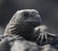 Lizard amoung Lava